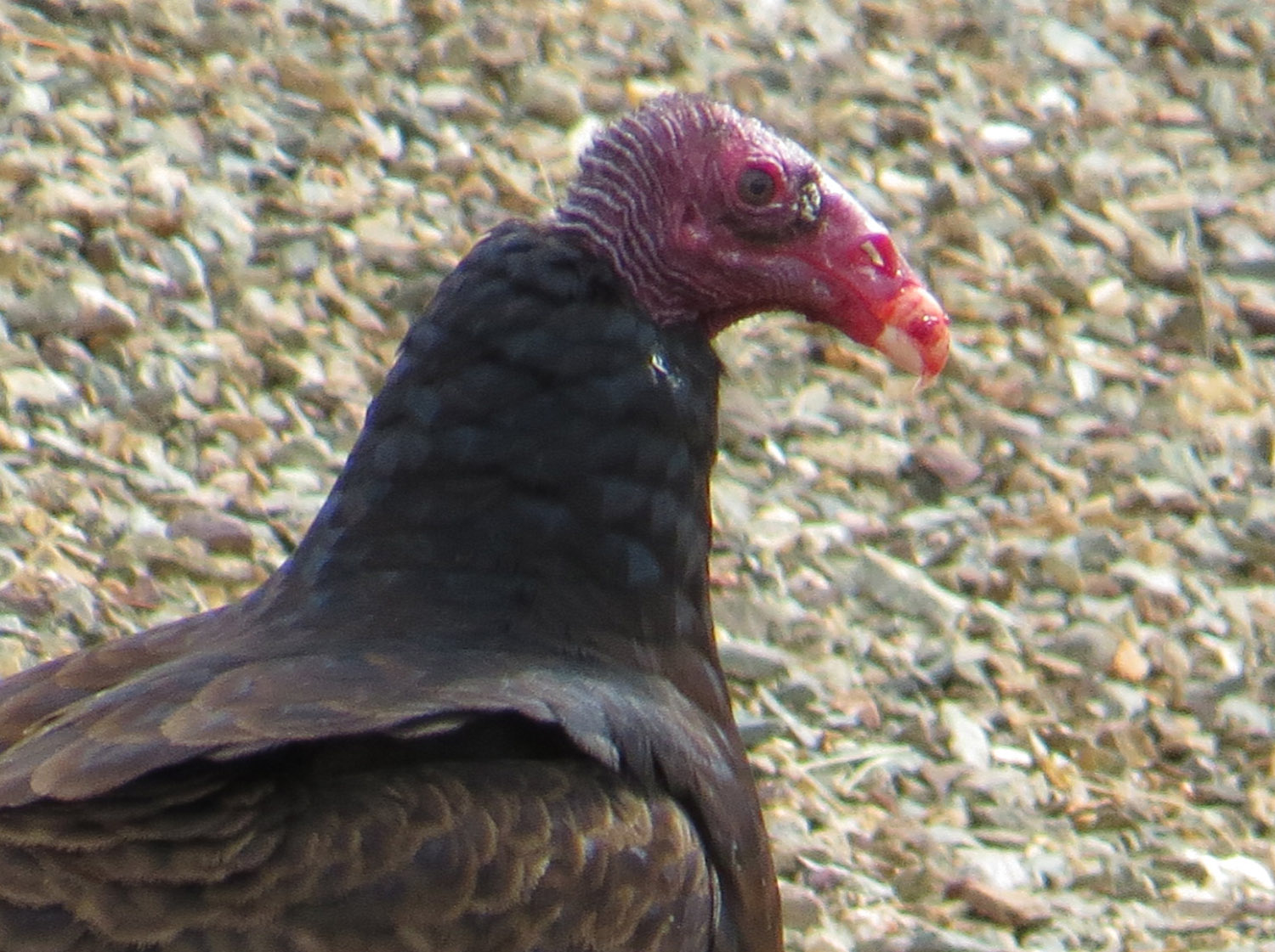 Turkey Vultures — Susan Kirby